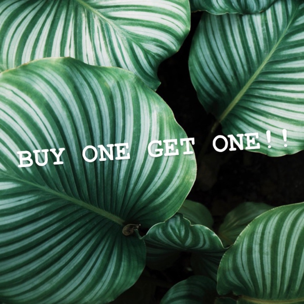 Buy one get one free!